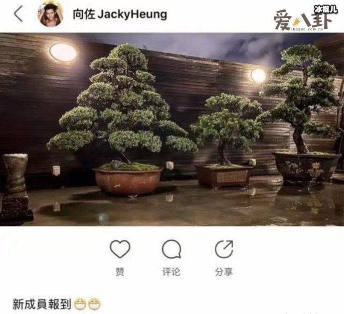 向佐“三棵树”疑暗示郭碧婷怀孕, 郭碧婷生了吗什么时候生